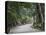 Path to Kasuga-Taisha Shrine, Nara, Kansai, Honshu, Japan-Schlenker Jochen-Stretched Canvas