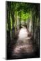 Path To My Destination-George Oze-Mounted Photographic Print