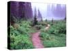 Path to Reflection Lake, Mt. Rainier National Park, Washington, USA-Janell Davidson-Stretched Canvas