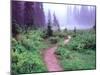 Path to Reflection Lake, Mt. Rainier National Park, Washington, USA-Janell Davidson-Mounted Premium Photographic Print