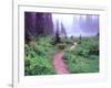 Path to Reflection Lake, Mt. Rainier National Park, Washington, USA-Janell Davidson-Framed Photographic Print