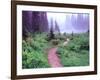 Path to Reflection Lake, Mt. Rainier National Park, Washington, USA-Janell Davidson-Framed Photographic Print