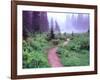 Path to Reflection Lake, Mt. Rainier National Park, Washington, USA-Janell Davidson-Framed Photographic Print