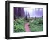 Path to Reflection Lake, Mt. Rainier National Park, Washington, USA-Janell Davidson-Framed Photographic Print