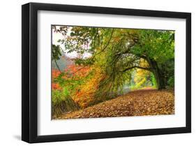 Path Under a Big Autumn Tree-null-Framed Art Print