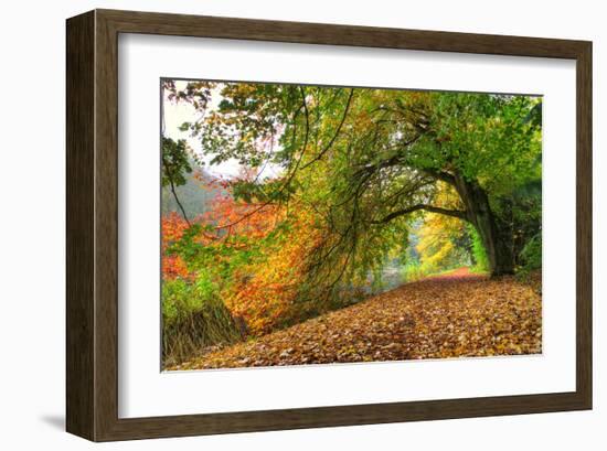 Path Under a Big Autumn Tree-null-Framed Art Print