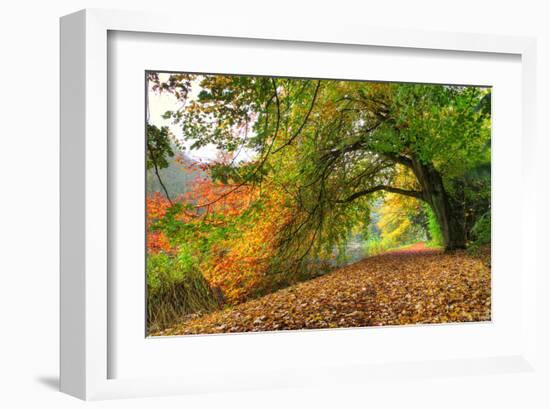 Path Under a Big Autumn Tree-null-Framed Art Print