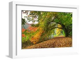 Path Under a Big Autumn Tree-null-Framed Art Print