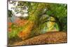Path Under a Big Autumn Tree-null-Mounted Art Print