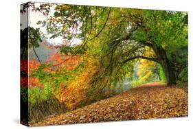 Path Under a Big Autumn Tree-null-Stretched Canvas