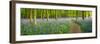 Path Winds Through a Carpet of Bluebells in a Wood in Hertfordshire, UK-Dan Tucker-Framed Photographic Print