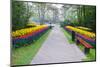 Path with Spring Flowers-Colette2-Mounted Photographic Print