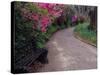 Pathway and Bench in Magnolia Plantation and Gardens, Charleston, South Carolina, USA-Julie Eggers-Stretched Canvas