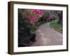 Pathway and Bench in Magnolia Plantation and Gardens, Charleston, South Carolina, USA-Julie Eggers-Framed Photographic Print