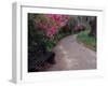 Pathway and Bench in Magnolia Plantation and Gardens, Charleston, South Carolina, USA-Julie Eggers-Framed Photographic Print
