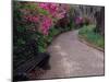 Pathway and Bench in Magnolia Plantation and Gardens, Charleston, South Carolina, USA-Julie Eggers-Mounted Photographic Print