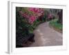 Pathway and Bench in Magnolia Plantation and Gardens, Charleston, South Carolina, USA-Julie Eggers-Framed Photographic Print