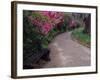 Pathway and Bench in Magnolia Plantation and Gardens, Charleston, South Carolina, USA-Julie Eggers-Framed Photographic Print