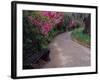 Pathway and Bench in Magnolia Plantation and Gardens, Charleston, South Carolina, USA-Julie Eggers-Framed Photographic Print