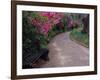 Pathway and Bench in Magnolia Plantation and Gardens, Charleston, South Carolina, USA-Julie Eggers-Framed Photographic Print