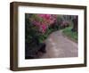 Pathway and Bench in Magnolia Plantation and Gardens, Charleston, South Carolina, USA-Julie Eggers-Framed Photographic Print