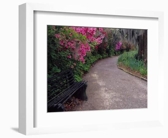 Pathway and Bench in Magnolia Plantation and Gardens, Charleston, South Carolina, USA-Julie Eggers-Framed Photographic Print