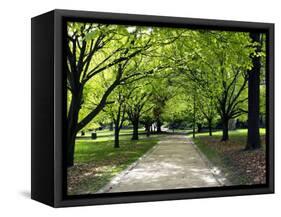 Pathway and Trees, Kings Domain, Melbourne, Victoria, Australia-David Wall-Framed Stretched Canvas