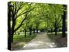 Pathway and Trees, Kings Domain, Melbourne, Victoria, Australia-David Wall-Stretched Canvas