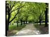 Pathway and Trees, Kings Domain, Melbourne, Victoria, Australia-David Wall-Stretched Canvas