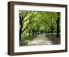 Pathway and Trees, Kings Domain, Melbourne, Victoria, Australia-David Wall-Framed Photographic Print