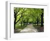 Pathway and Trees, Kings Domain, Melbourne, Victoria, Australia-David Wall-Framed Photographic Print