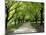 Pathway and Trees, Kings Domain, Melbourne, Victoria, Australia-David Wall-Mounted Photographic Print