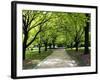 Pathway and Trees, Kings Domain, Melbourne, Victoria, Australia-David Wall-Framed Photographic Print