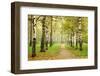 Pathway in Autumn Fog Birch Forest-LeniKovaleva-Framed Photographic Print