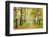 Pathway in Autumn Fog Birch Forest-LeniKovaleva-Framed Photographic Print