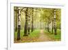 Pathway in Autumn Fog Birch Forest-LeniKovaleva-Framed Photographic Print