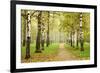 Pathway in Autumn Fog Birch Forest-LeniKovaleva-Framed Photographic Print