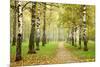 Pathway in Autumn Fog Birch Forest-LeniKovaleva-Mounted Photographic Print