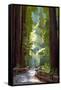 Pathway in Forest-Lantern Press-Framed Stretched Canvas