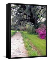 Pathway in Magnolia Plantation and Gardens, Charleston, South Carolina, USA-Julie Eggers-Framed Stretched Canvas