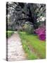Pathway in Magnolia Plantation and Gardens, Charleston, South Carolina, USA-Julie Eggers-Stretched Canvas