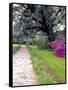Pathway in Magnolia Plantation and Gardens, Charleston, South Carolina, USA-Julie Eggers-Framed Stretched Canvas