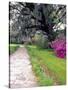 Pathway in Magnolia Plantation and Gardens, Charleston, South Carolina, USA-Julie Eggers-Stretched Canvas