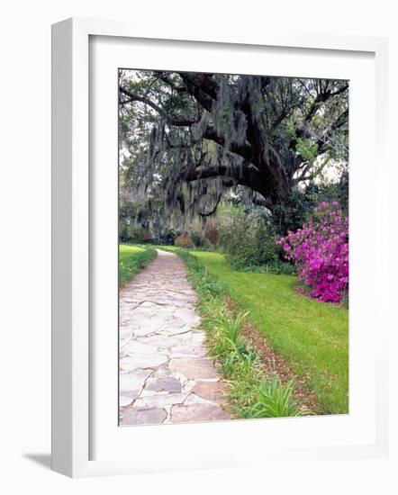 Pathway in Magnolia Plantation and Gardens, Charleston, South Carolina, USA-Julie Eggers-Framed Photographic Print