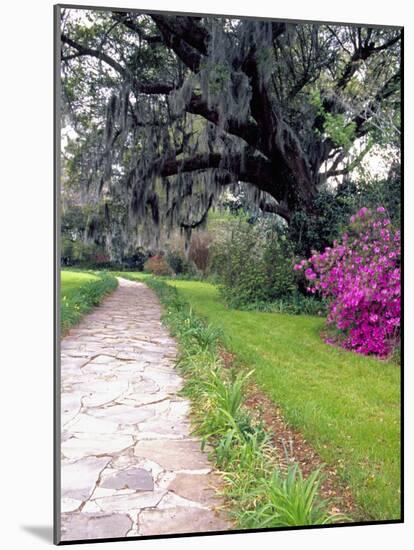Pathway in Magnolia Plantation and Gardens, Charleston, South Carolina, USA-Julie Eggers-Mounted Photographic Print