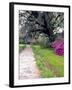 Pathway in Magnolia Plantation and Gardens, Charleston, South Carolina, USA-Julie Eggers-Framed Photographic Print