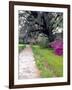 Pathway in Magnolia Plantation and Gardens, Charleston, South Carolina, USA-Julie Eggers-Framed Photographic Print