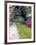 Pathway in Magnolia Plantation and Gardens, Charleston, South Carolina, USA-Julie Eggers-Framed Photographic Print