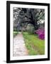 Pathway in Magnolia Plantation and Gardens, Charleston, South Carolina, USA-Julie Eggers-Framed Photographic Print