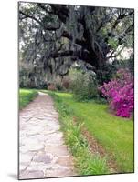 Pathway in Magnolia Plantation and Gardens, Charleston, South Carolina, USA-Julie Eggers-Mounted Photographic Print